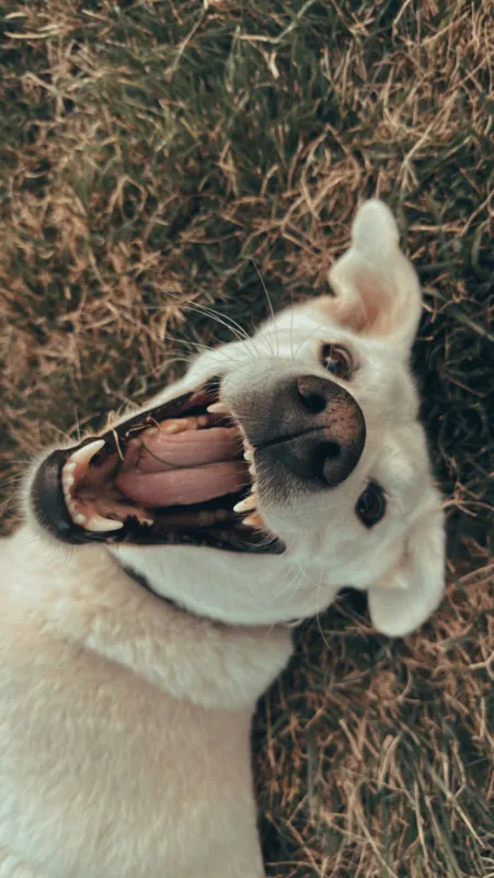 Princess Maggie, a labrador, mid-yawn